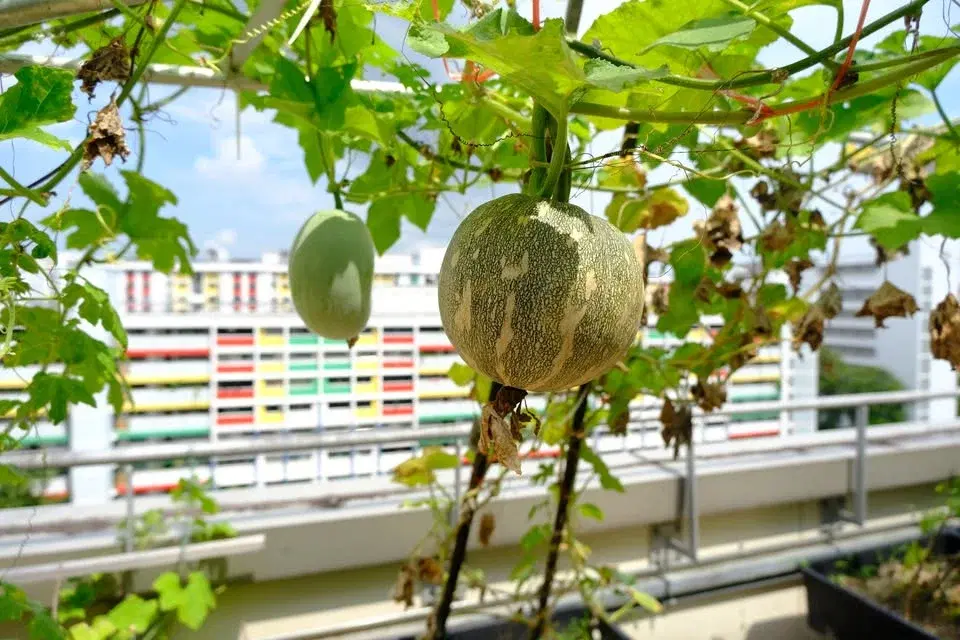 From Planet to Plate: antropologiska insikter om mat och smak