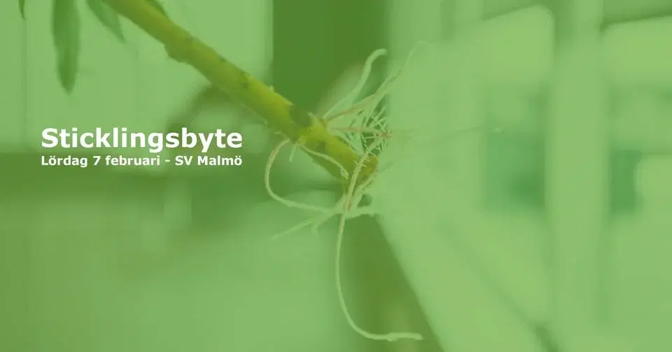 Sticklingsbyte hos Studieförbundet Vuxenskolan i Malmö