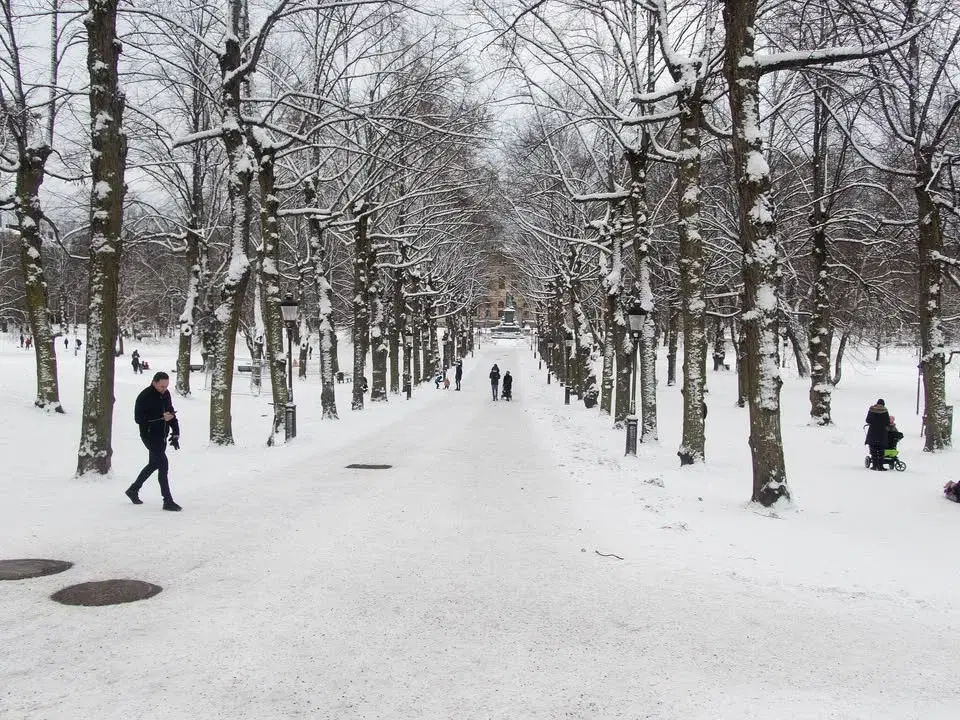 Vinterguidning i Humlegården