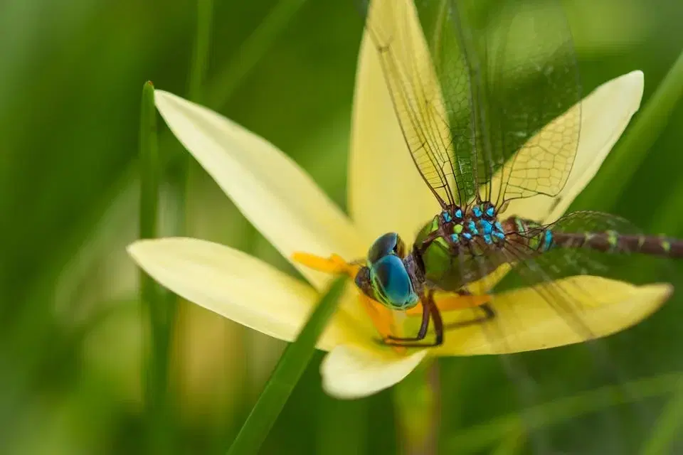 Medicinhjulet 15 november - Cirkel av glÀdje - 5 mÄnader
